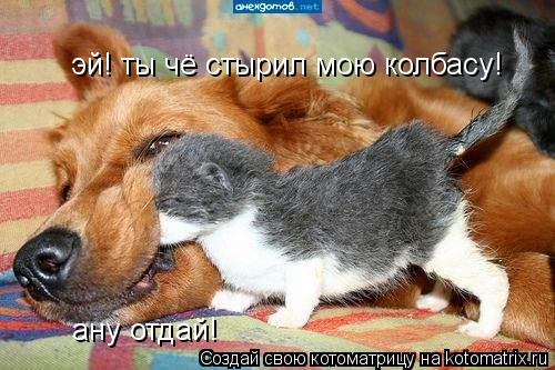 эй! ты чё стырил мою колбасу! ану отдай!... Котоматрица: эй! ты чё стырил мою колбасу! ану отдай!