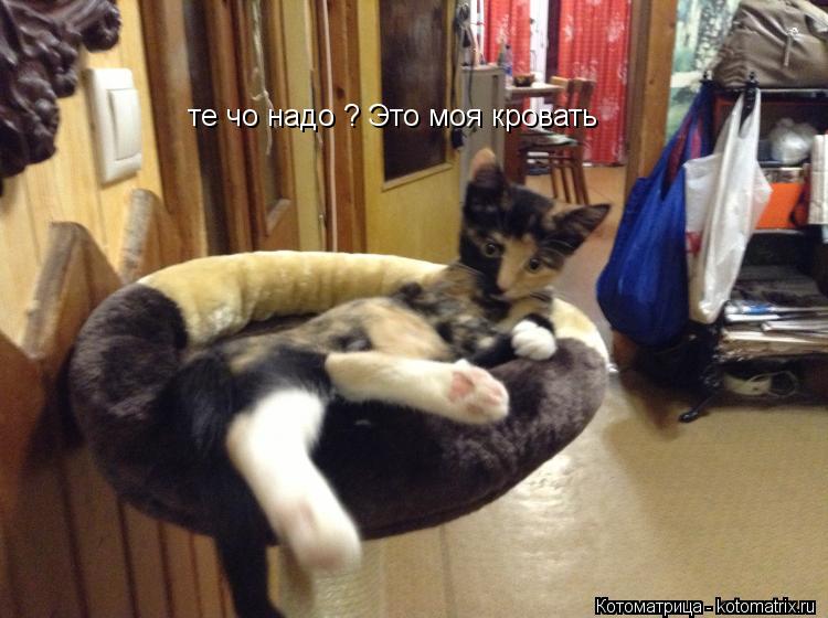 те чо надо ? Это моя кровать... Котоматрица: те чо надо ? Это моя кровать