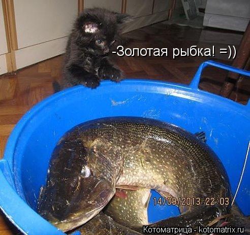 -Золотая рыбка! =))... Котоматрица: -Золотая рыбка! =))