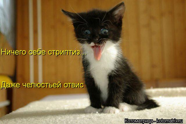 Ничего себе стриптиз... Даже челюстьей отвис... Котоматрица: Ничего себе стриптиз... Даже челюстьей отвис