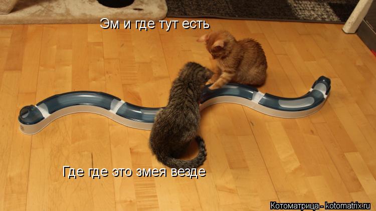 Эм и где тут есть Где где это змея везде... Котоматрица: Эм и где тут есть Где где это змея везде