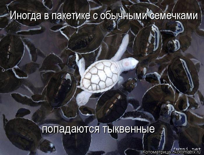 Иногда в пакетике с обычными семечками попадаются тыквенные... Котоматрица: Иногда в пакетике с обычными семечками попадаются тыквенные