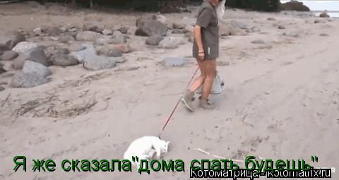 Я же сказала"дома спать будешь".... Котоматрица: Я же сказала"дома спать будешь".