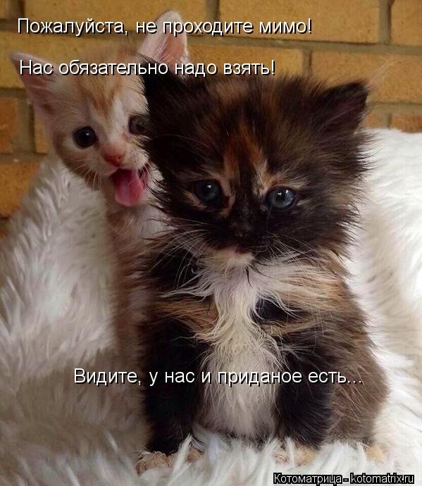 Пожалуйста, не проходите мимо! Нас обязательно надо взять! Видите, у нас и приданое есть...... Котоматрица: Пожалуйста, не проходите мимо! Нас обязательно надо взять! Видите, у нас и приданое есть...
