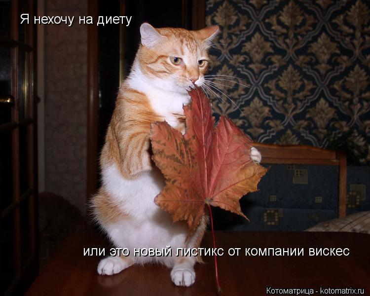 Я нехочу на диету или это новый листикс от компании вискес... Котоматрица: Я нехочу на диету или это новый листикс от компании вискес
