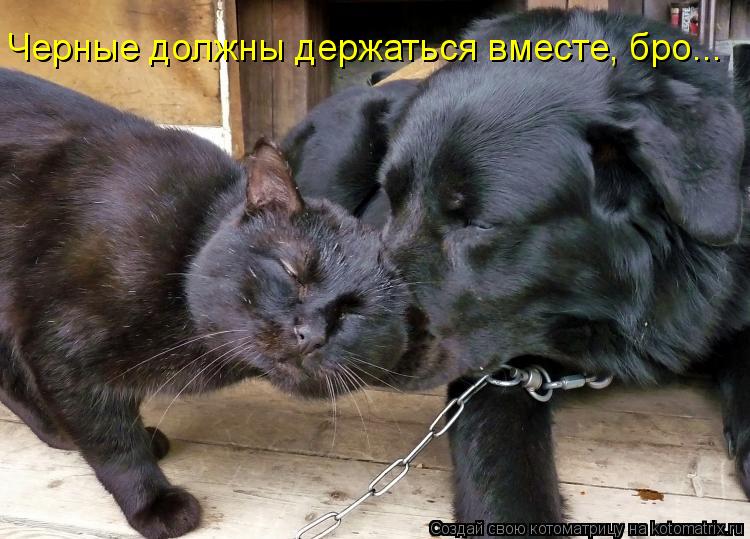 Черные должны держаться вместе, бро...... Котоматрица: Черные должны держаться вместе, бро...