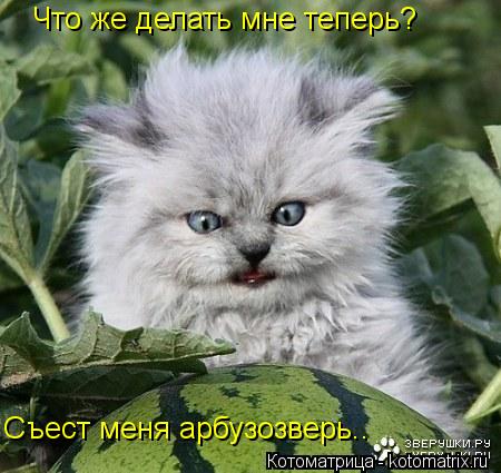 Что же делать мне теперь? Съест меня арбузозверь..... Котоматрица: Что же делать мне теперь? Съест меня арбузозверь..