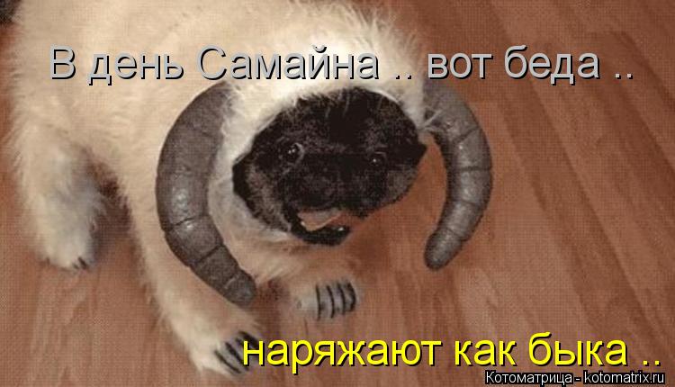 В день Самайна .. вот беда .. наряжают как быка ..... Котоматрица: В день Самайна .. вот беда .. наряжают как быка ..