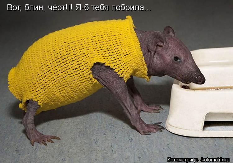 Вот, блин, чёрт!!! Я-б тебя побрила...... Котоматрица: Вот, блин, чёрт!!! Я-б тебя побрила...