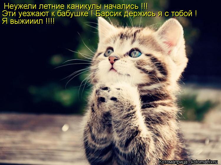 Неужели летние каникулы начались !!! Эти уезжают к бабушке ! Барсик держись я с тобой ! Я выжииил !!!... Котоматрица: Неужели летние каникулы начались !!! Эти уезжают к бабушке ! Барсик держись я с тобой ! Я выжииил !!!!