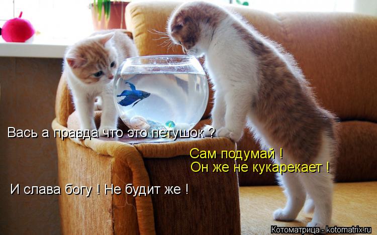 Вась а правда что это петушок ? Сам подумай ! Он же не кукарекает ! И слава богу ! Не будит же !... Котоматрица: Вась а правда что это петушок ? Сам подумай ! Он же не кукарекает ! И слава богу ! Не будит же !
