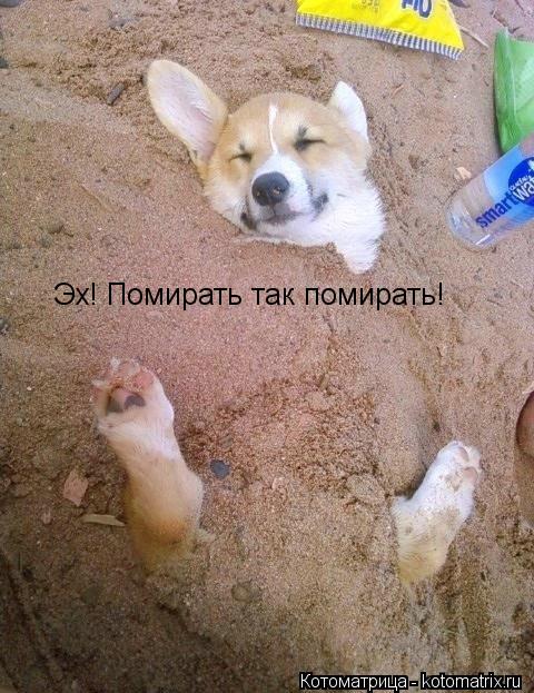 Эх! Помирать так помирать!... Котоматрица: Эх! Помирать так помирать!