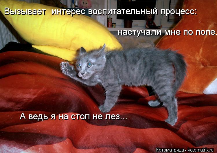 Вызывает интерес воспитательный процесс: настучали мне по попе... А ведь я на стол не лез...... Котоматрица: Вызывает интерес воспитательный процесс: настучали мне по попе... А ведь я на стол не лез...
