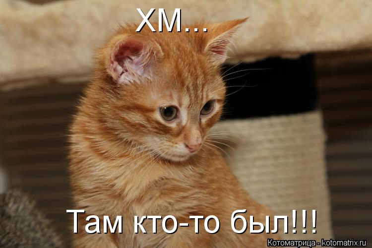 XM... XM... Там кто-то был!!! Там кто-то был!!!... Котоматрица: XM... XM... Там кто-то был!!! Там кто-то был!!!