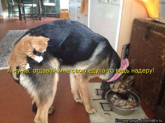 А ну-ка, отдавай мне свою еду, а-то ведь надеру!... Котоматрица: А ну-ка, отдавай мне свою еду, а-то ведь надеру!