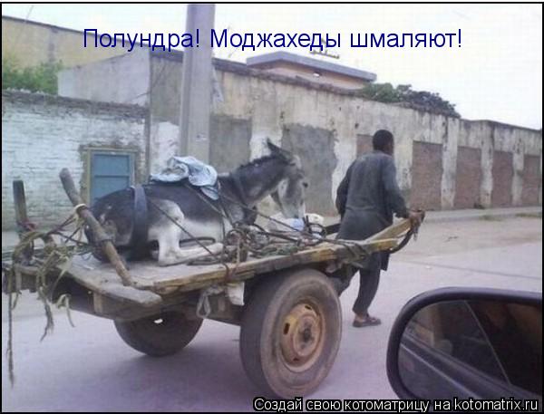 Полундра! Моджахеды шмаляют!... Котоматрица: Полундра! Моджахеды шмаляют!