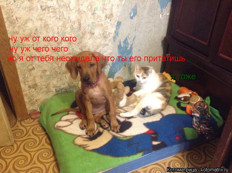 ну уж от кого кого ну уж чего чего но я от тебя неожидала что ты его притатишь я тоже... Котоматрица: ну уж от кого кого ну уж чего чего но я от тебя неожидала что ты его притатишь я тоже