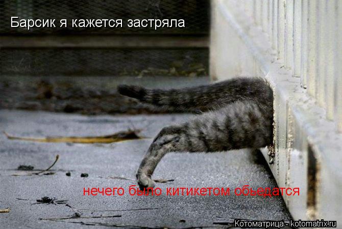 Барсик я кажется застряла нечего было китикетом обьедатся... Котоматрица: Барсик я кажется застряла нечего было китикетом обьедатся