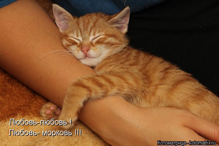 Любовь- морковь !!! Любовь-любовь !... Котоматрица: Любовь- морковь !!! Любовь-любовь !