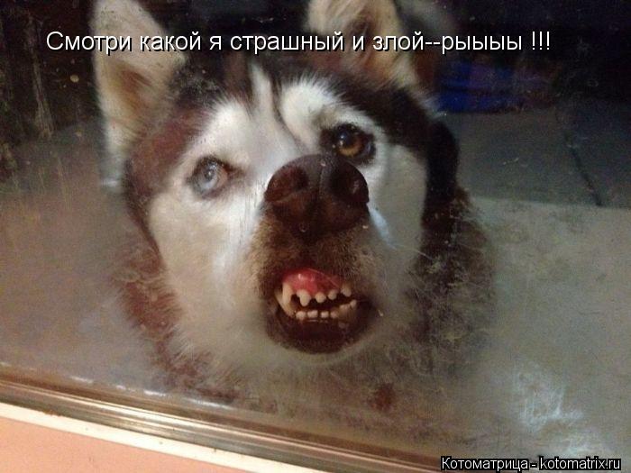 Смотри какой я страшный и злой--рыыыы !!!... Котоматрица: Смотри какой я страшный и злой--рыыыы !!!