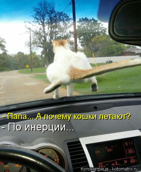 - Папа... А почему кошки летают? - По инерции...... Котоматрица: - Папа... А почему кошки летают? - По инерции...