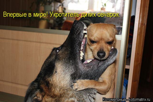 Впервые в мире! Укротитель диких овчарок.... Котоматрица: Впервые в мире! Укротитель диких овчарок.