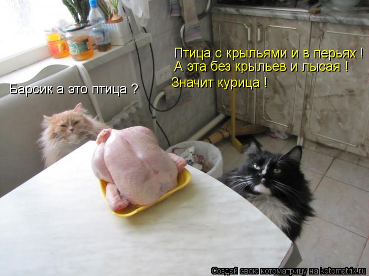 Барсик а это птица ? Птица с крыльями и в перьях ! А эта без крыльев и лысая ! Значит курица !... Котоматрица: Барсик а это птица ? Птица с крыльями и в перьях ! А эта без крыльев и лысая ! Значит курица !
