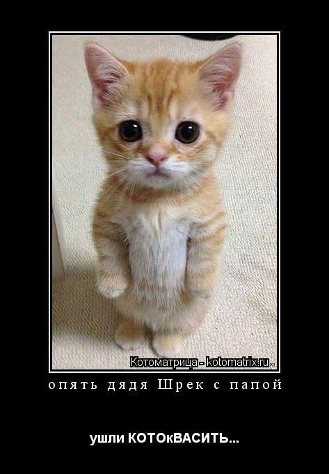 опять дядя Шрек с папой ушли КОТОкВАСИТЬ...... Котоматрица: опять дядя Шрек с папой ушли КОТОкВАСИТЬ...