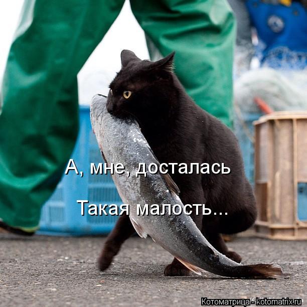 А, мне, досталась Такая малость...... Котоматрица: А, мне, досталась Такая малость...