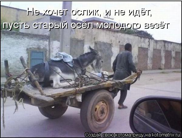 Не хочет ослик, и не идёт, пусть старый осёл молодого везёт... Котоматрица: Не хочет ослик, и не идёт, пусть старый осёл молодого везёт