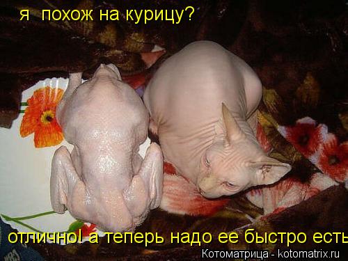 я похож на курицу? отлично! а теперь надо ее быстро есть.... Котоматрица: я похож на курицу? отлично! а теперь надо ее быстро есть.