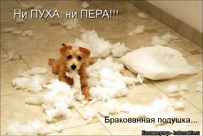 Ни ПУХА, ни ПЕРА!!! Бракованная подушка...... Котоматрица: Ни ПУХА, ни ПЕРА!!! Бракованная подушка...