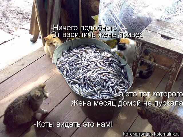 -Коты видать это нам! -Ничего подобного Эт василичь жене привёз - а это тот которого Жена месяц домо... Котоматрица: -Коты видать это нам! -Ничего подобного Эт василичь жене привёз - а это тот которого Жена месяц домой не пускала?
