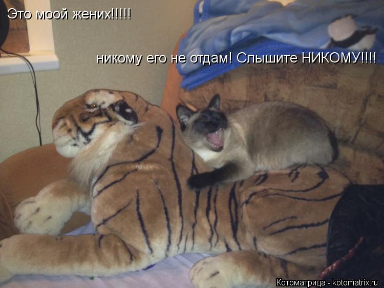 Это моой жених!!!!! никому его не отдам! Слышите НИКОМУ!!!!... Котоматрица: Это моой жених!!!!! никому его не отдам! Слышите НИКОМУ!!!!