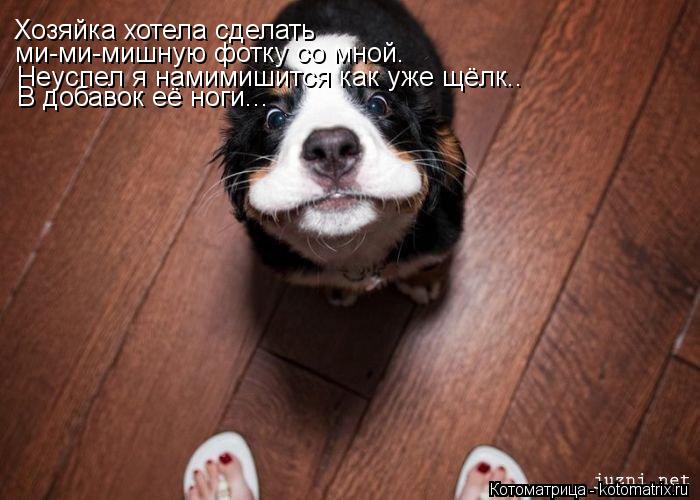 Хозяйка хотела сделать ми-ми-мишную фотку со мной. Неуспел я намимишится как уже щёлк.. В добавок её... Котоматрица: Хозяйка хотела сделать ми-ми-мишную фотку со мной. Неуспел я намимишится как уже щёлк.. В добавок её ноги...