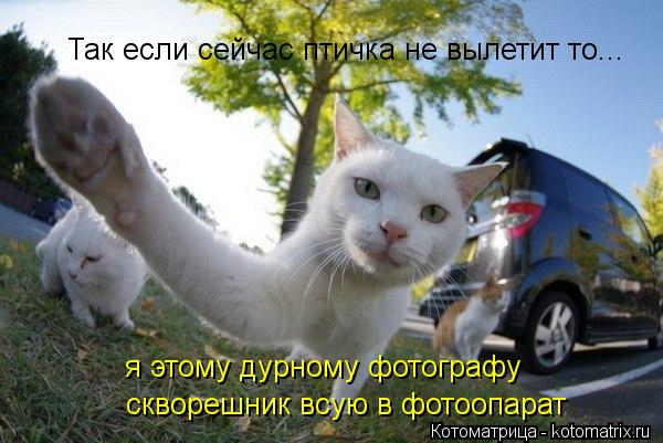 Так если сейчас птичка не вылетит то... я этому дурному фотографу скворешник всую в фотоопарат... Котоматрица: Так если сейчас птичка не вылетит то... я этому дурному фотографу скворешник всую в фотоопарат