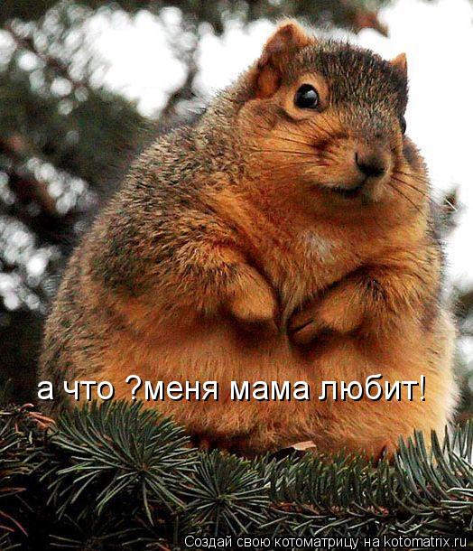 а что ?меня мама любит!... Котоматрица: а что ?меня мама любит!