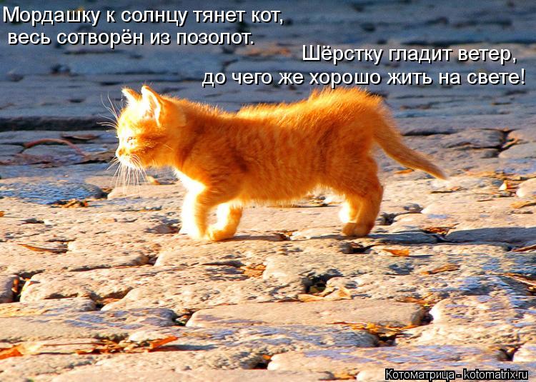Мордашку к солнцу тянет кот, весь сотворён из позолот. Шёрстку гладит ветер, до чего же хорошо жить н... Котоматрица: Мордашку к солнцу тянет кот, весь сотворён из позолот. Шёрстку гладит ветер, до чего же хорошо жить на свете!