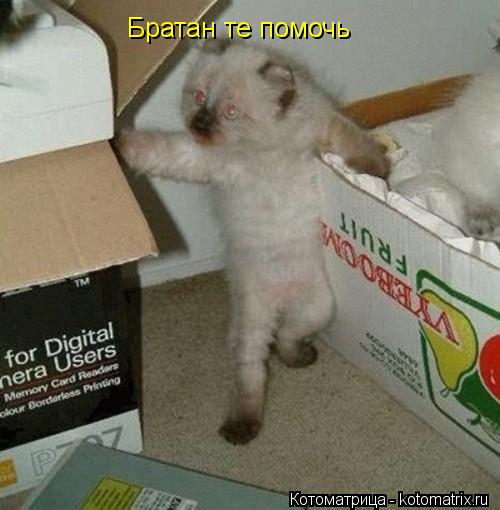 Братан те помочь... Котоматрица: Братан те помочь