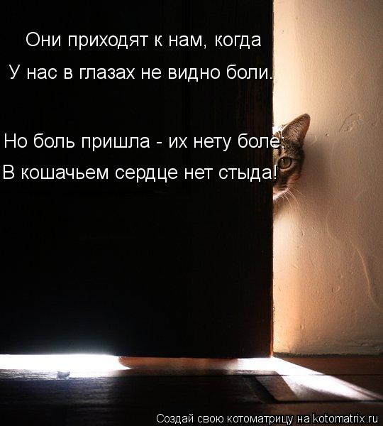Они приходят к нам, когда У нас в глазах не видно боли. Но боль пришла - их нету боле: В кошачьем сер... Котоматрица: Они приходят к нам, когда У нас в глазах не видно боли. Но боль пришла - их нету боле: В кошачьем сердце нет стыда!