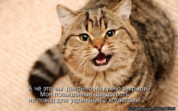 А чё это вы дверь-то на кухню закрыли? Моя повышенная щекастость не повод для уединения с котлетами!... Котоматрица: А чё это вы дверь-то на кухню закрыли? Моя повышенная щекастость не повод для уединения с котлетами!