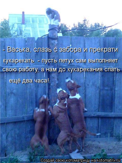 - Васька, слазь с забора и прекрати свою работу, а нам до кукарекания спать ещё два часа! кукарек... Котоматрица: - Васька, слазь с забора и прекрати свою работу, а нам до кукарекания спать ещё два часа! кукарекать - пусть петух сам выполняет