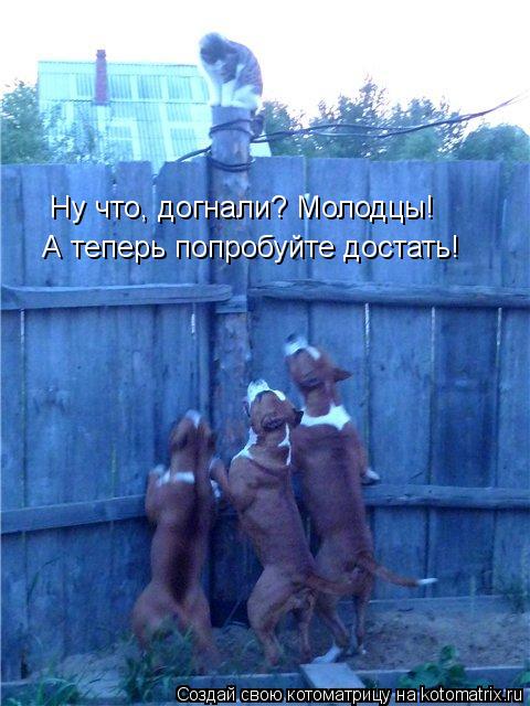 Ну что, догнали? Молодцы! А теперь попробуйте достать!... Котоматрица: Ну что, догнали? Молодцы! А теперь попробуйте достать!