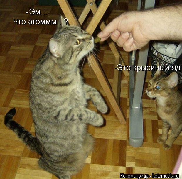 Эм.... Что этоммм...? -Это крысиный яд! -... Котоматрица: Эм.... Что этоммм...? -Это крысиный яд! -