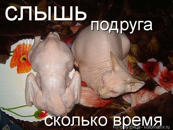 слышь подруга сколько время... Котоматрица: слышь подруга сколько время