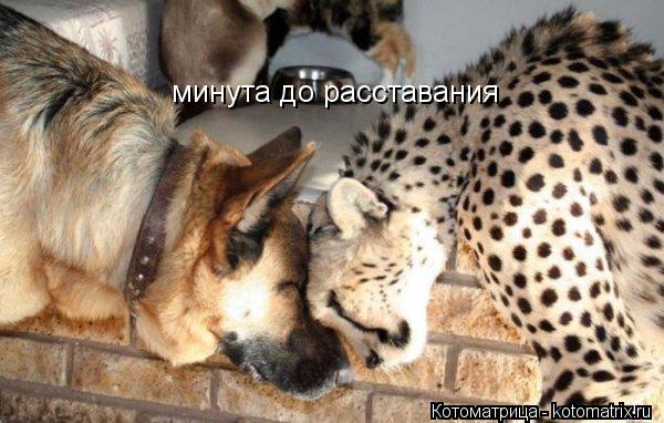 минута до расставания... Котоматрица: минута до расставания