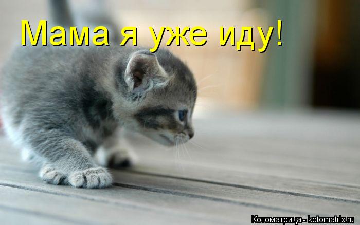 Мама я уже иду!... Котоматрица: Мама я уже иду!