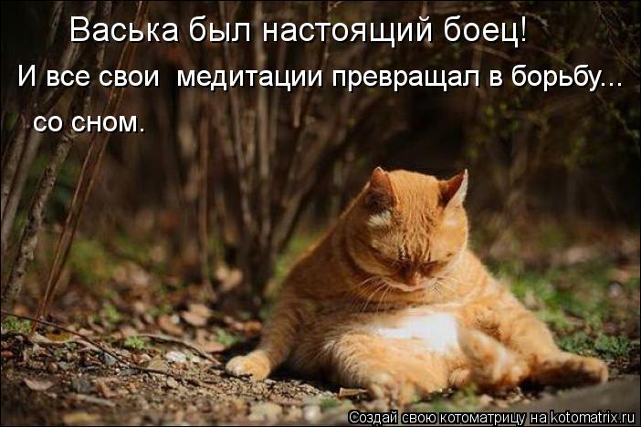 Васька был настоящий боец! И все свои медитации превращал в борьбу... со сном.... Котоматрица: Васька был настоящий боец! И все свои медитации превращал в борьбу... со сном.