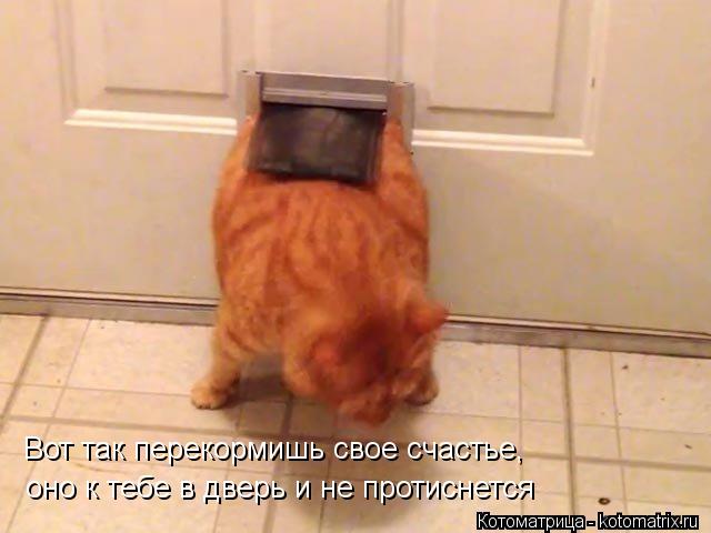 Вот так перекормишь свое счастье, оно к тебе в дверь и не протиснется... Котоматрица: Вот так перекормишь свое счастье, оно к тебе в дверь и не протиснется