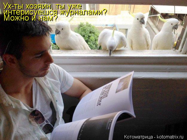 Ух-ты хозяин, ты уже интерисуешся журналами? Можно и нам?... Котоматрица: Ух-ты хозяин, ты уже интерисуешся журналами? Можно и нам?